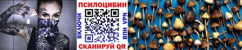 закладка  Светогорск  Псилоцибиновые грибы MAGIC MUSHROOMS 